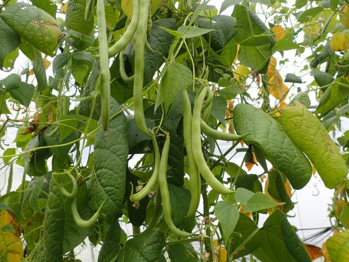 Keep Planting Beans! Favorite Green Bean Varieties | Almanac.com